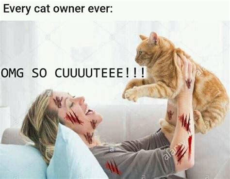 30 Hilarious Cat Memes All Cat Owners Will Be Able To Relate To. . Cat scratcher meme